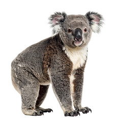Cute koala bear sitting and looking forward isolated on transparent background