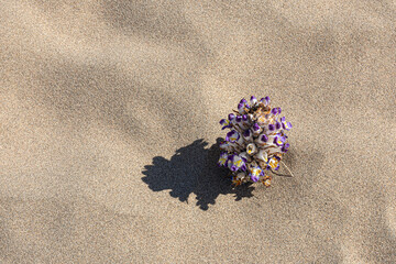 A close-up of a purple desert flower casting a shadow on the sand in Kazakhstan’s Singing Barkhan dunes