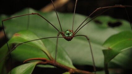 Close encounter with a bright green spider in a lush tropical rainforest during daylight hours