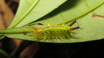 Unique bright green caterpillar with spines resting on a leaf in a tropical forest during daylight