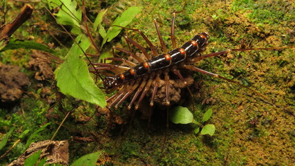 Colorful caterpillar resting on forest floor surrounded by lush greenery in a tropical environment