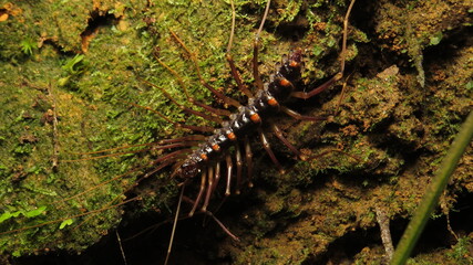 Close-up of a centipede crawling on the forest floor among green moss in a humid environment during the early evening hours
