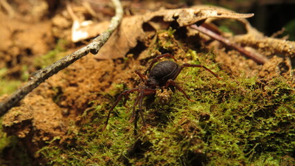 Close-up view of a spider on mossy ground in a forest during daytime