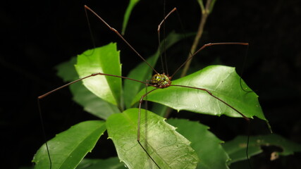 Unique spider with long legs resting on green leaves in a lush forest environment during daytime