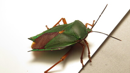 Close-up view of a vibrant green and brown insect resting on a light surface