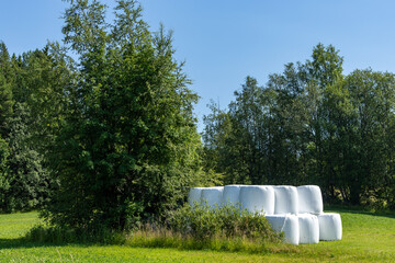 Åre, Sweden: White plastic-covered hay bales next to a thicket of trees in a field. 