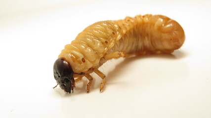Large caterpillar crawling on a white surface showcasing its distinct features and coloration