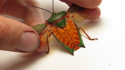 Detailed close-up of a colorful insect being held, showcasing its vibrant wings and intricate features