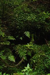 Lush greenery with vibrant ferns in a dense forest during a tranquil overcast day. Carpathian Mountains, Ukraine