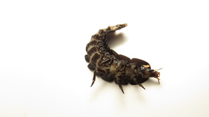 Unique aquatic larva showcasing intricate patterns and textures on a white background in a lab setting