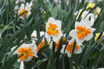 Daffodils yellow and white bloom in the park. Delicate spring flowers.