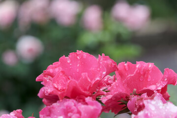 雨上がりに濡れた赤い薔薇の花のクローズアップ