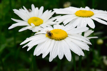 Obraz premium Bee on white daisy flower – close-up, macro