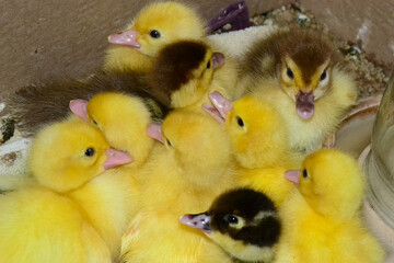 Group of yellow ducklings – top view
