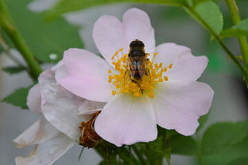 Bee on Wild Rose Flower – top view, macro