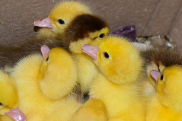 Group of yellow ducklings – top view