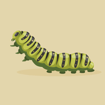 vector caterpillar illustration realistic hand drawn