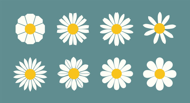 Collection of eight diverse white daisy flowers with yellow centers on a textured teal background