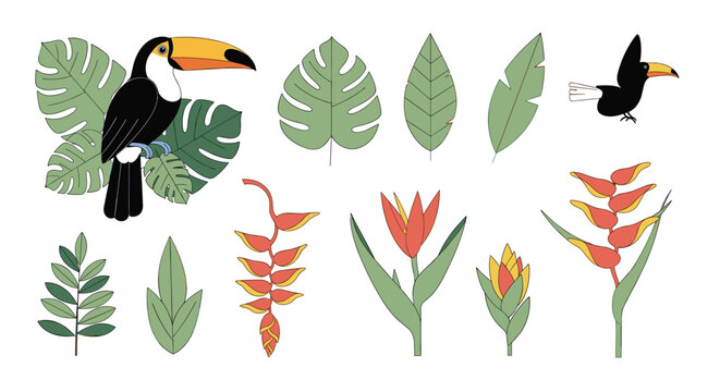 Tropical toucan bird exotic plants rainforest flora nature elements design collection
