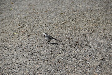 A male wagtail is walking on a road in bright summer day.