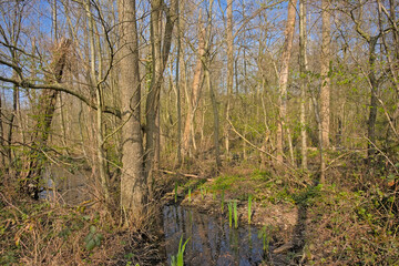 Pool in a sunny spring forest in Molsbroek nature reserve, Lokeren, Belgium 