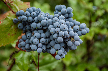 Früchte einer Mahonie