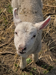 Portrait of a cute white lamb in the sun,view from above 