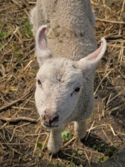 Fototapeta premium Portrait of a cute white lamb in the sun,view from above 