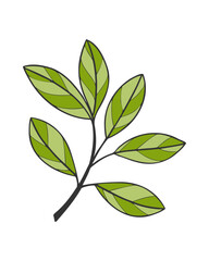 Green branch with leaves, contour drawing, element design, isolated on white background.