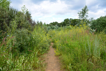 Dirt Path Through Lush Meadow in Summer Sunlight