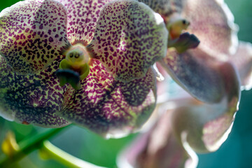 Growing beautiful white and purple orchids against a backlit background with a blurred green background.