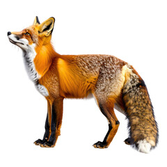 Red fox standing profile isolated on transparent background