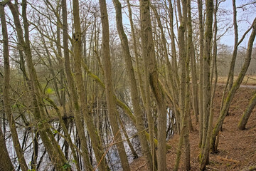 Fototapeta premium Dark pool in a bare winter forest in Molsbroek nature reserve, Lokeren, Flanders, Belgium 