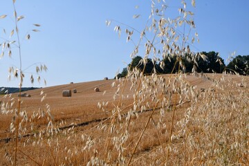 Epi de c&eacute;r&eacute;ales au devant avec en arri&egrave;re plan un champ de bl&eacute; fraichement moissonn&eacute; et de grosses bottes de paille proche d'Issoire dans le puy de d&ocirc;me
