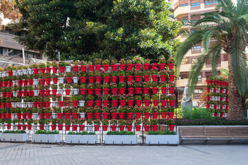 Pots of flowers in Santo Domingo Square. Murcia, Spain. Europe.
