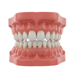 Obraz premium 3D Illustration of Realistic Human Teeth and Gums