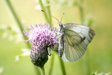 Macro close-up of a Green-veined White butterfly (Pieris napi) perched on a purple flower. The image captures the delicate veins on the butterfly’s pale wings and its interaction.
