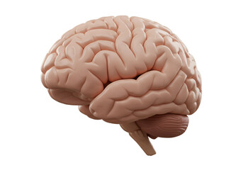 3D Illustration of Human Brain on Black Background