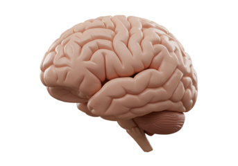 3D Illustration of Human Brain on Black Background