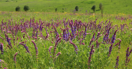 summer flower meadow