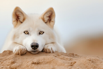 Obraz premium Husky dog relaxing on sand at the beach, cute and fluffy pet enjoying a sunny outdoor day