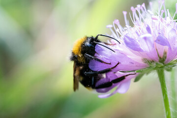 Macro close-up photo of a bumblebee resting on a vibrant purple flower. The detailed image captures the fuzzy texture, wings, and antennae of the bumblebee as it gathers nectar.