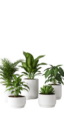 Obraz premium 3D Render Houseplants in White Pots Isolated