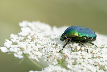 Macro of a Cetonia aurata beetle nestled in the center of a wild carrot flower. Brilliant green shell and fine details in focus.