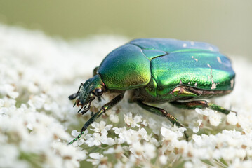Iridescent green beetle (Cetonia aurata) feeding on nectar from a wild carrot flower head. Captured...