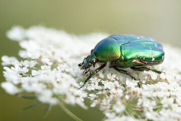 A vibrant green chafer beetle (Cetonia aurata) perched on the fine white flowers of a wild carrot...