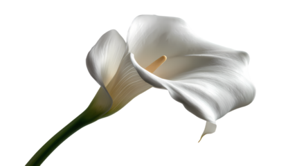 Elegant white calla lilies with green stems isolated on transparent background