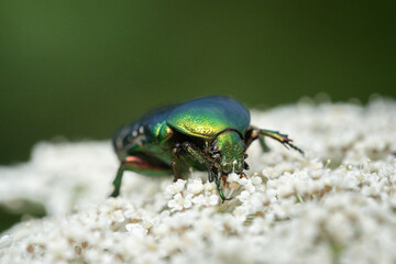 Macro shot of a metallic green rose chafer (Cetonia aurata) on a wild carrot flower. The beetle’s iridescent body contrasts beautifully with the delicate white umbels.

