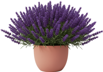3D Realistic Lavender Plant in Pink Pot