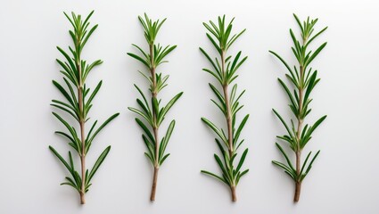 Four sprigs of rosemary herb with green leaves and woody stems arranged in a row on a white background.